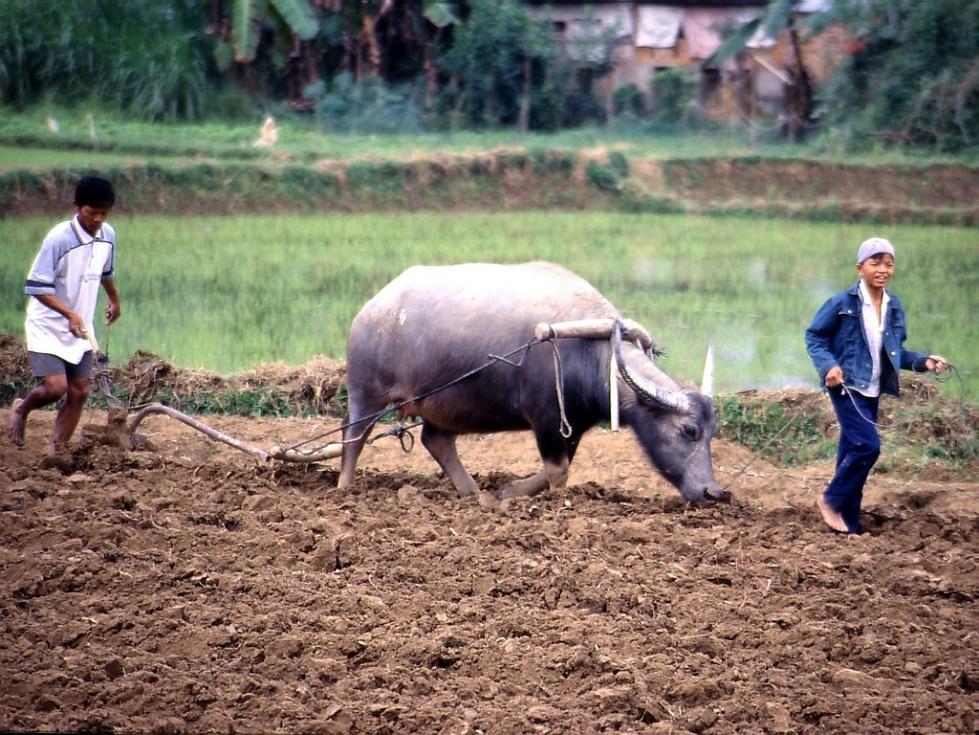 Cày - Wikipedia tiếng Việt