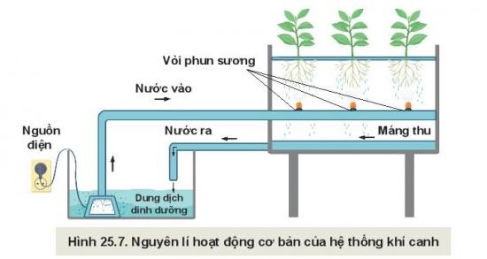 https://baivan.net/sites/default/files/styles/giua_bai/public/d/m/Y/20220217101506_wm_shs-cong-nghe-10-cong-nghe-trong-trot-130.jpg?itok=jdQGpvGd